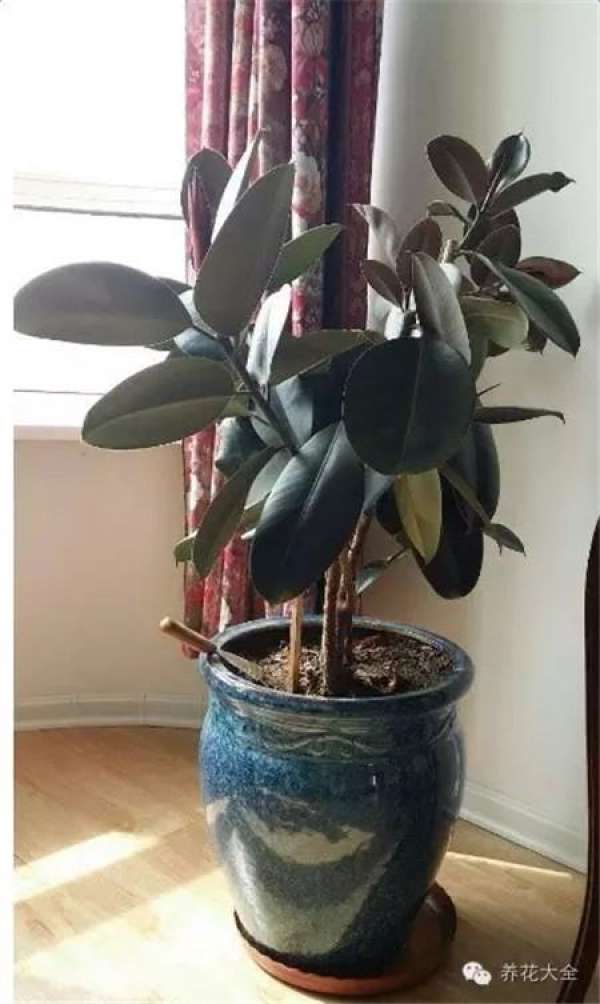 Emerald Philodendron