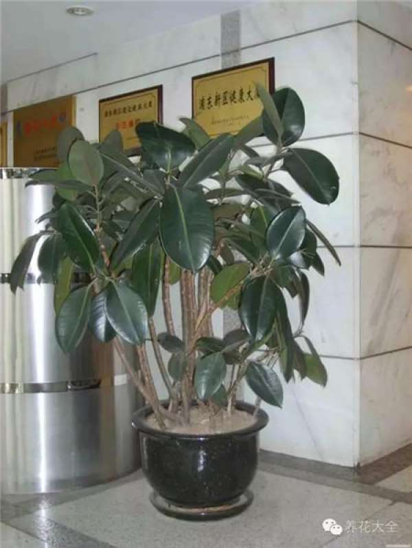 Emerald Philodendron
