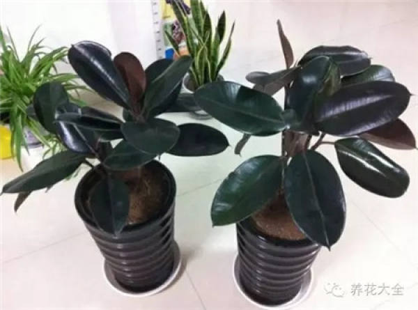Emerald Philodendron