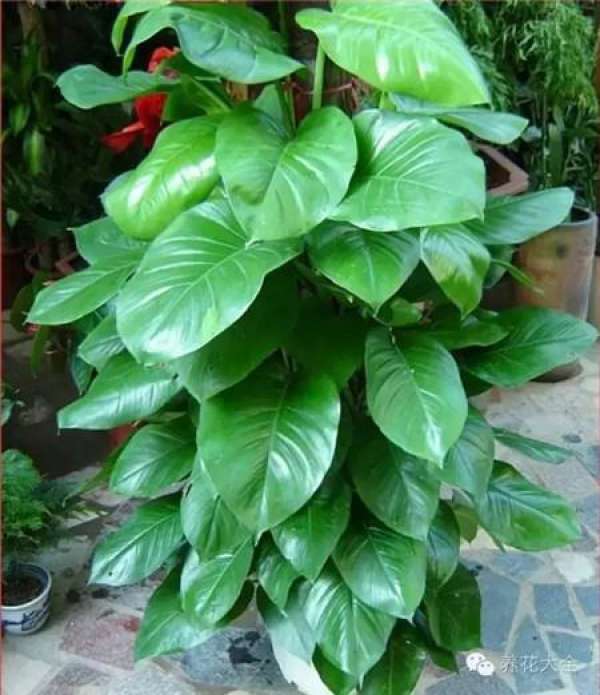 Emerald Philodendron