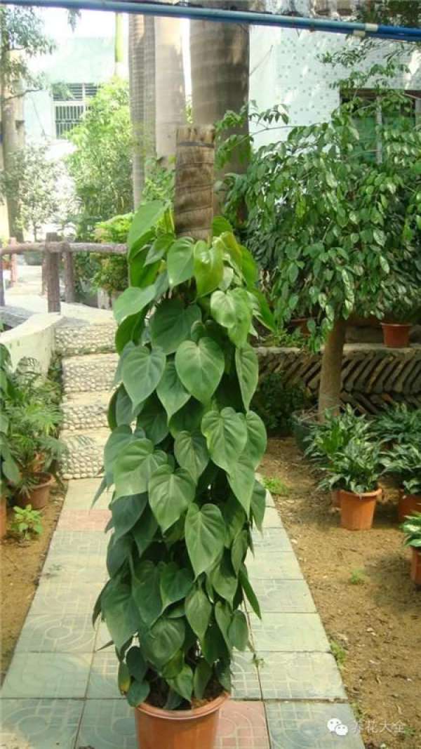 Emerald Philodendron