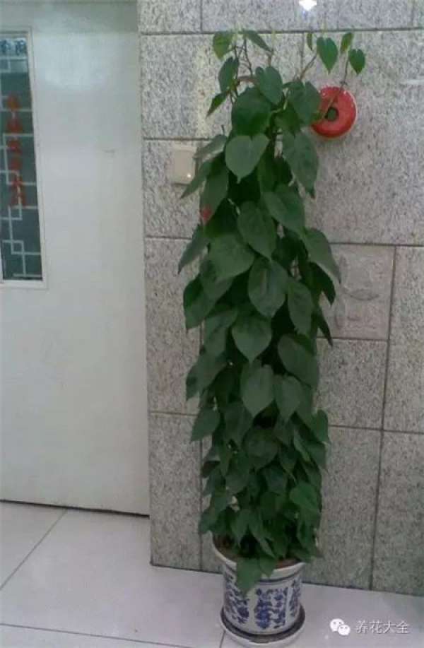 Emerald Philodendron