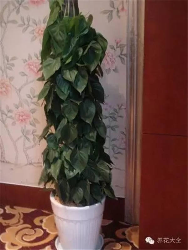 Emerald Philodendron