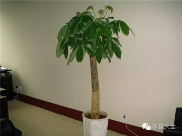 Emerald Philodendron