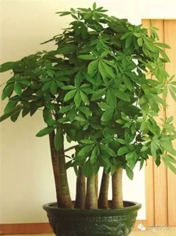 Emerald Philodendron