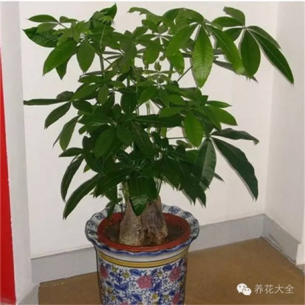 Emerald Philodendron