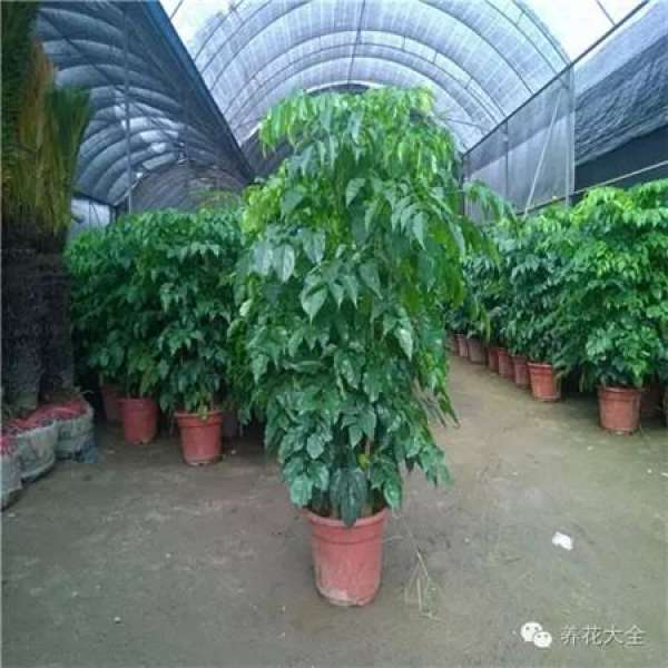 Emerald Philodendron