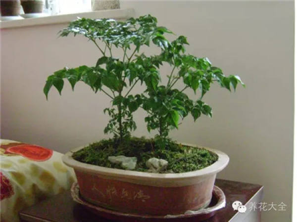 Emerald Philodendron