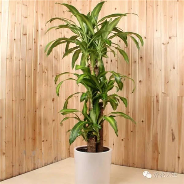 Emerald Philodendron