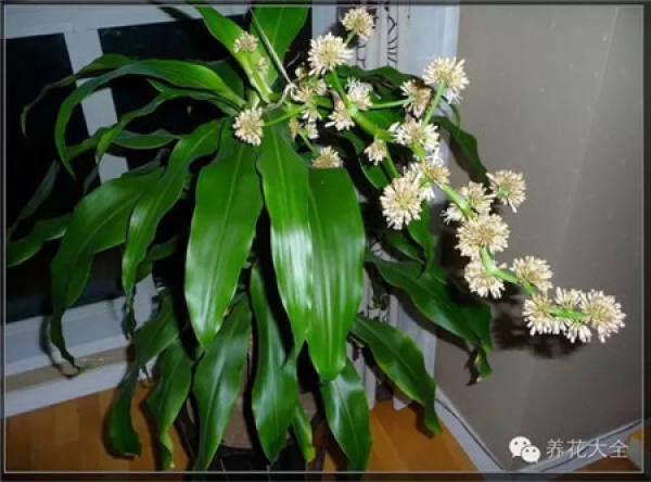 Emerald Philodendron