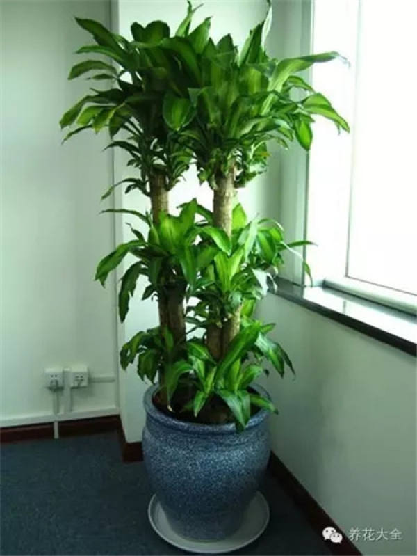 Emerald Philodendron