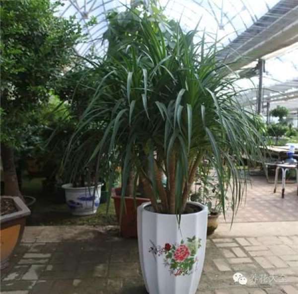 Emerald Philodendron
