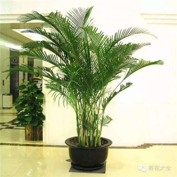 Emerald Philodendron