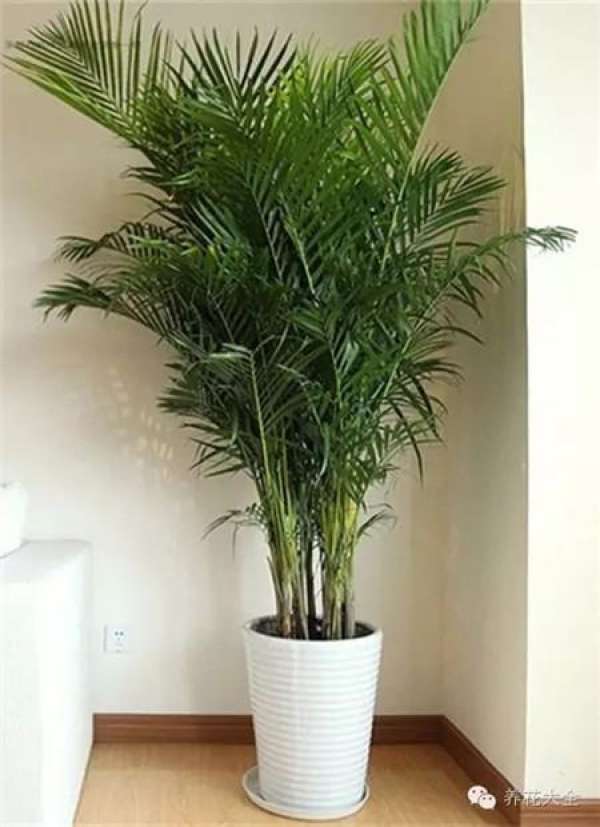 Emerald Philodendron