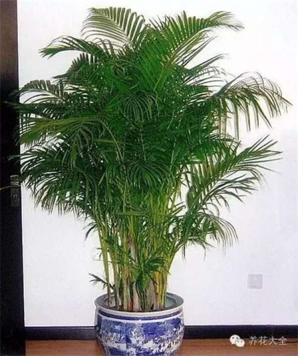 Emerald Philodendron