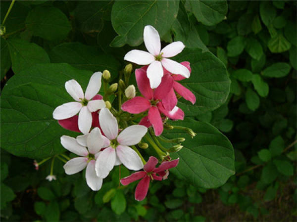 Flowering period of quisqualis indica