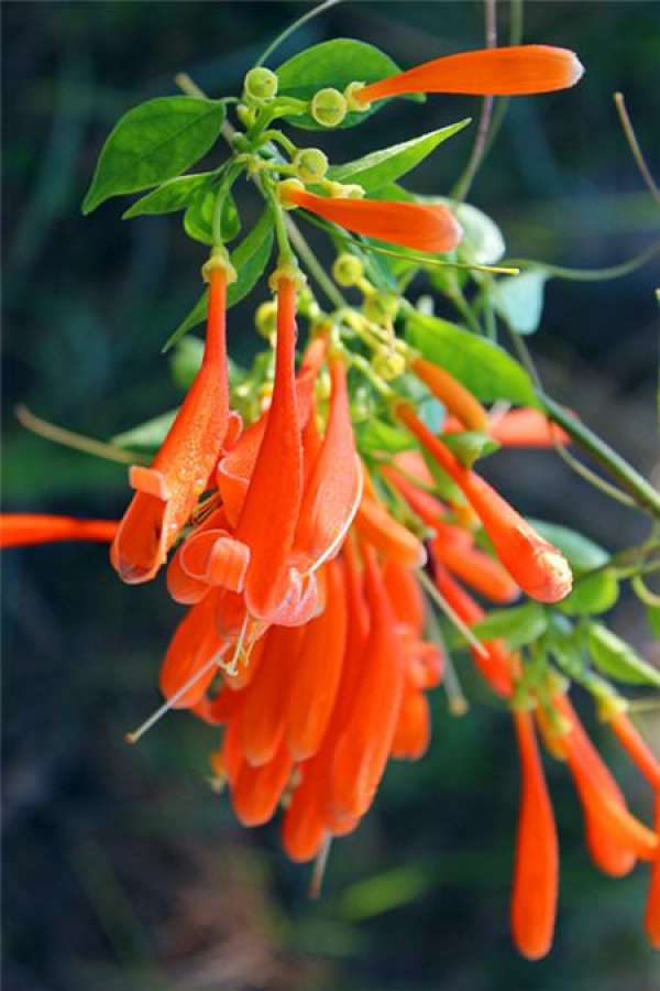Different leaves of firecracker and trumpet creeper