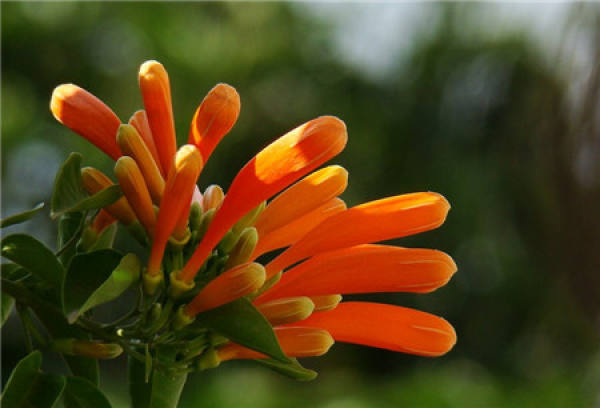 Different leaves of firecracker and trumpet creeper
