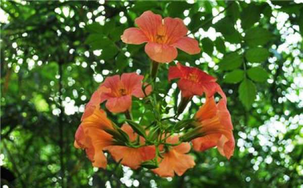 The flower form of firecracker flower and trumpet creeper