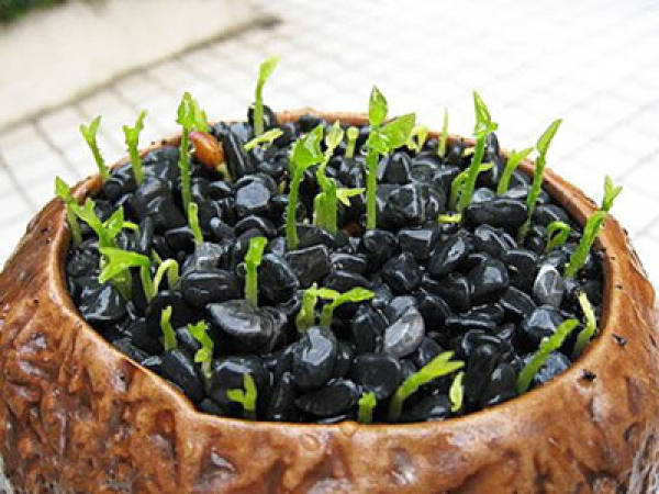 Lemon sprout