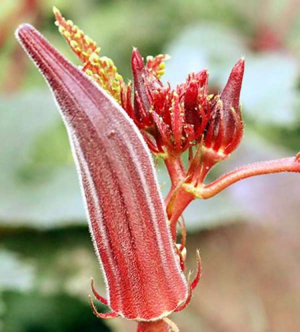 Okra