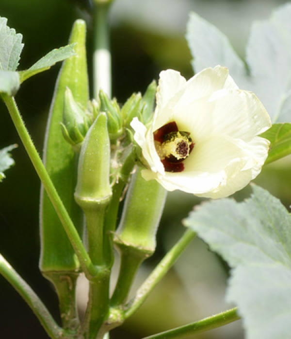 Treatment of Okra after Maturity on Balcony