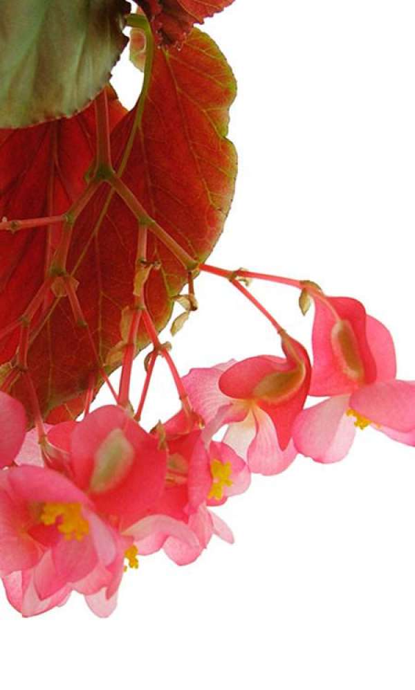 Begonia