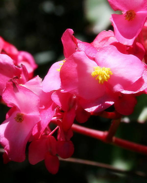 Fertilization requirements for Begonia