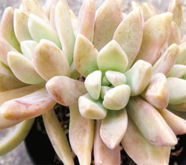 Qiuli leaf