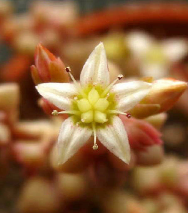 Qiuli leaf