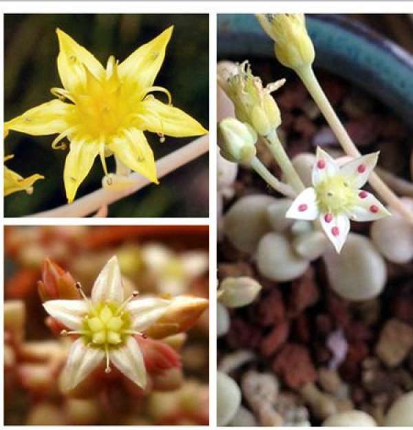 Contrast of three blooming