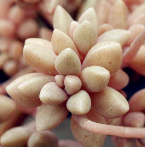 Qiuli leaf