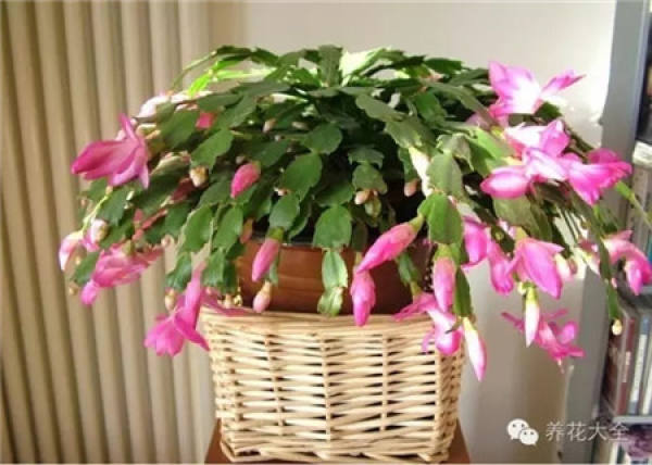 Zygocactus japonicus