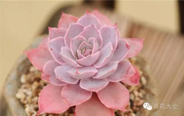 Zygocactus japonicus