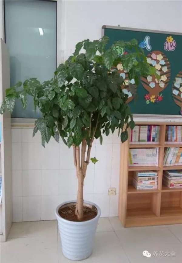 Zygocactus japonicus