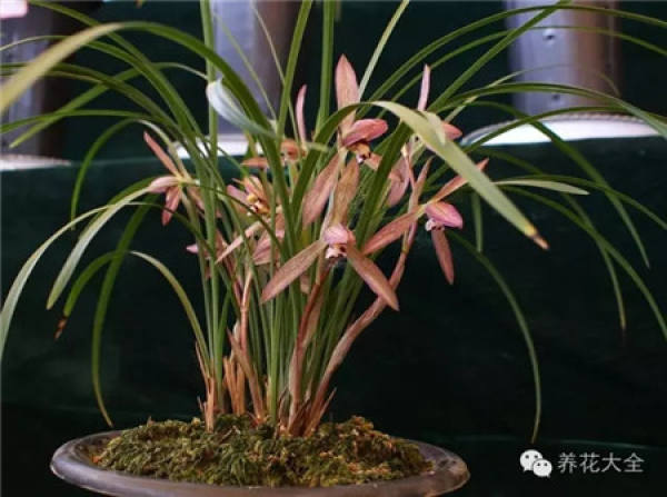 Zygocactus japonicus