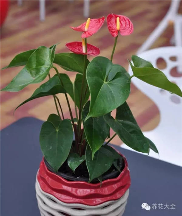 Zygocactus japonicus