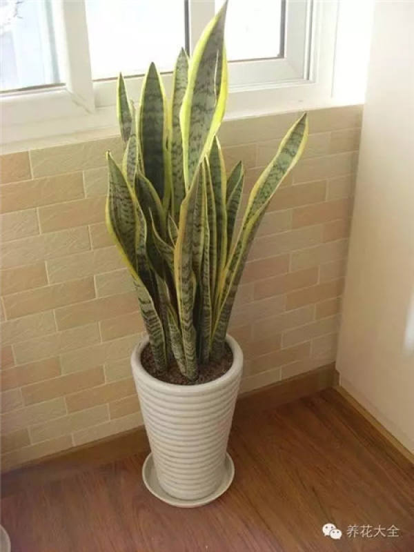Zygocactus japonicus