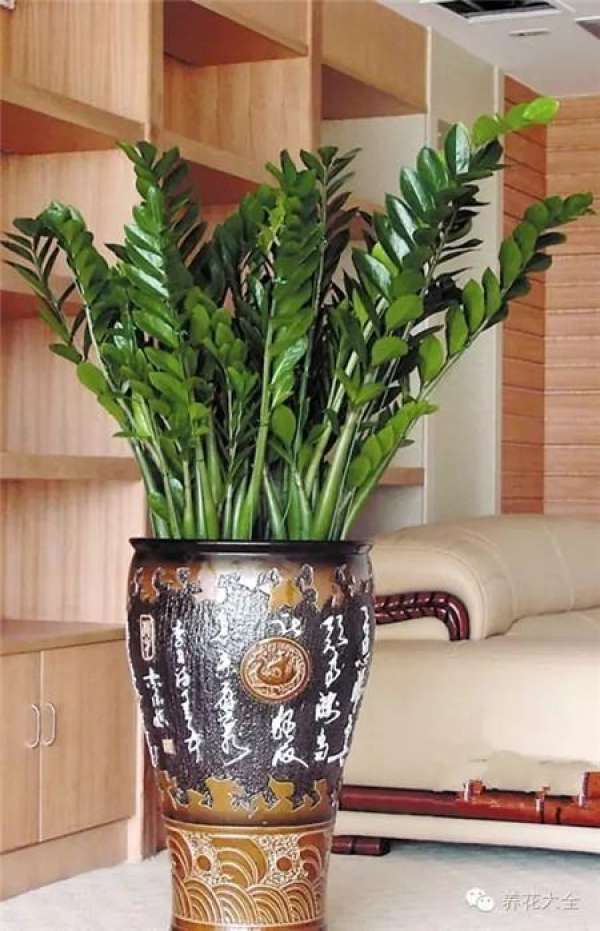 Zygocactus japonicus