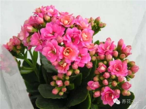 Zygocactus japonicus