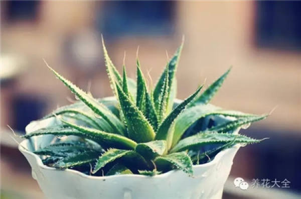 Zygocactus japonicus