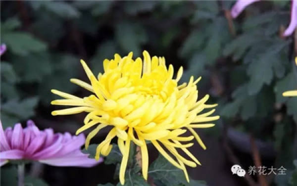 Chrysanthemum