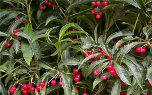 Sowing Propagation of Ardisia crenata