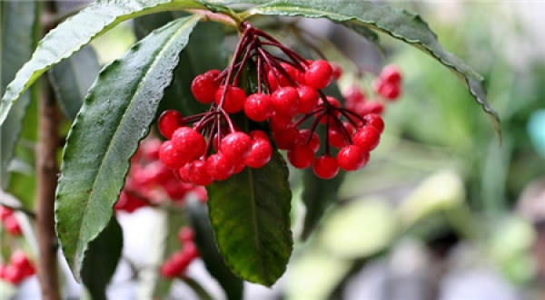 Sowing Propagation of Ardisia crenata