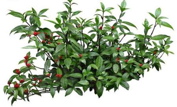 Layering Propagation of Ardisia crenata
