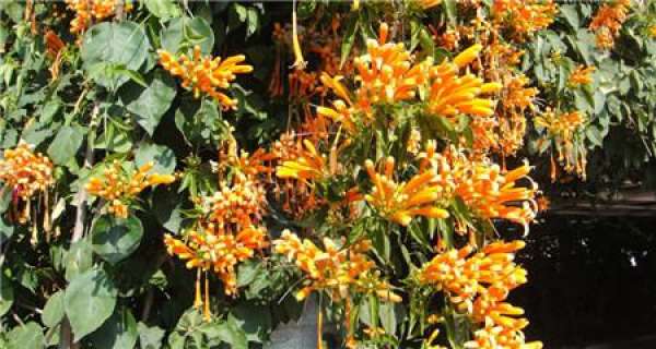 Method for culturing firecracker flower