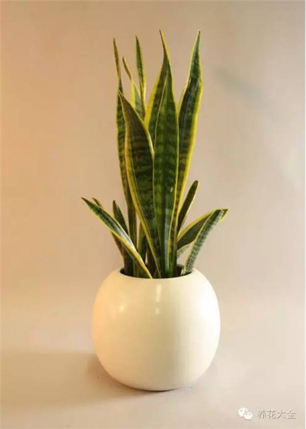 Sansevieria
