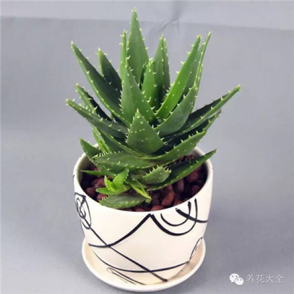 Sansevieria