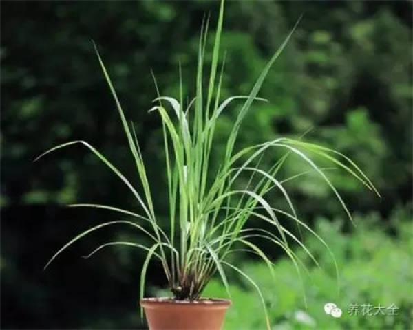 Sansevieria