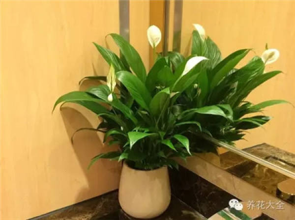 Sansevieria